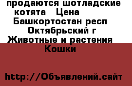 продаются шотладские котята › Цена ­ 2 000 - Башкортостан респ., Октябрьский г. Животные и растения » Кошки   